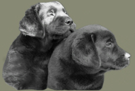 Jgd.Ch. Precious For Eternity In The Mood                Jgd.Ch. Precious For Eternity Inside Out  