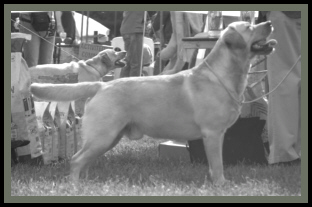 Neelix Yearling Class Bennekom