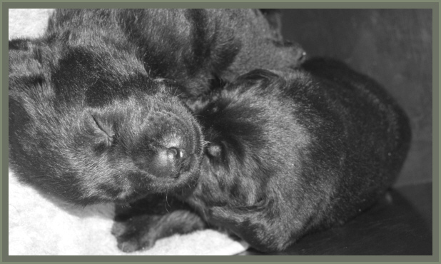 Kuscheln